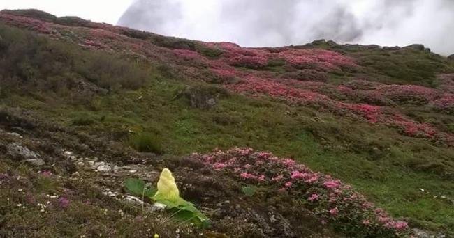 Sikkim & Darjeeling Tour Package - Silk Route Tourism