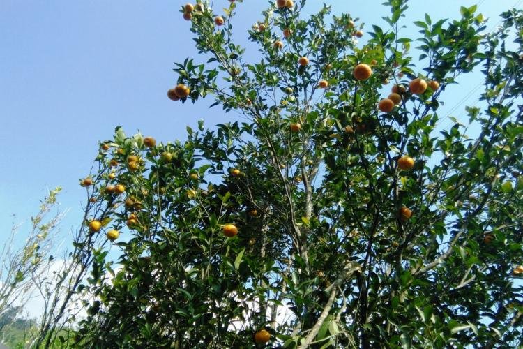 RANGPO KHOLA (EAST SIKKIM) - Silk Route Tourism