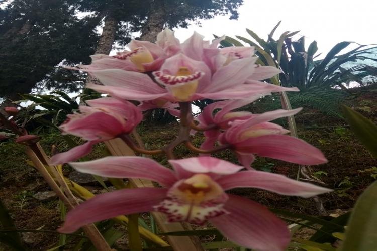 lingtam Donzgu - Silk Route Tourism